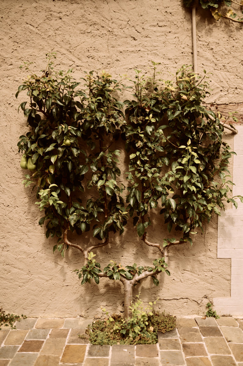 Photographe-mariage-paris-dime-giverny-pierre-yves-queignec-0014 1 – photographe mariage paris Couronnes de verdure suspendues au mur de la salle de réception